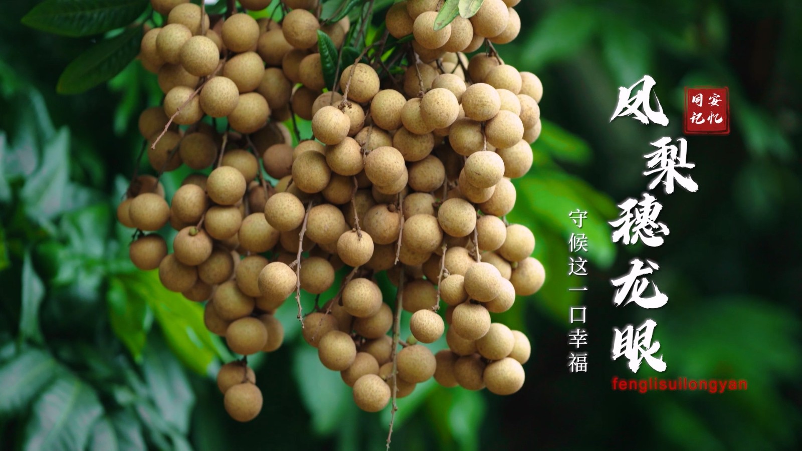 凤梨穗龙眼：守候这一口幸福.mp4_20250808_110403.030.jpg