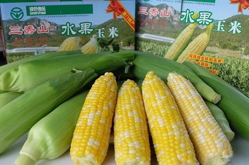 厦门同安：三秀山水果玉米进入采摘期